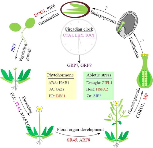 Figure 4. Development-regulated and stress-induced alternative splicing events in Arabidopsis. Alternative splicing is a general mechanism in which gene expression is subtly regulated. During Arabidopsis life cycle, the well-studied alternatively spliced genes that regulate plant development and confer stress tolerance are shown at the corresponding positions. The question mark represents the unknown alternative splicing events. The genes that generate alternative splicing variants playing potentially antagonistic or synergistic roles, altered translation efficiency, and linked to NMD are represented black, red, blue and purple, respectively. The genes in magenta indicate the alternative splicing variants are proceeded by combined functional modes