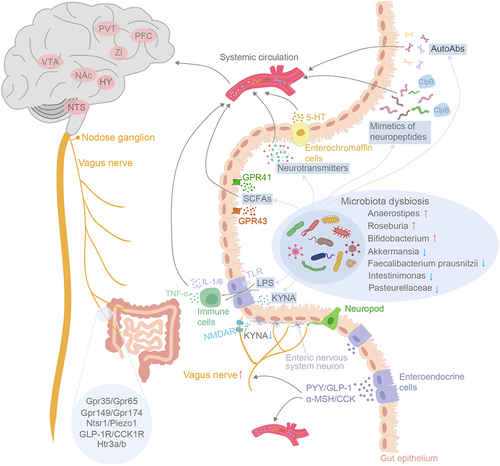 Figure 1. Schematic outline depicting the intricate pathways of gut-to-brain communication in binge eating disorders. The routes involve metabolic, humoral, endocrine, immune and neuronal pathways. BED and BN were associated with microbiota dysbiosis within the gut. The diverse array metabolites produced by the gut microbiome such as SCFAs, neurotransmitters, neuroactive peptides, can travel through systemic circulation to the brain to modulate host appetite indirectly. SCFAs also possess the capability to stimulate enteroendocrine cells into releasing gut hormones such as PYY, GLP-1 and CCK, which effectively regulate appetite and food intake either through systemic circulation or by acting upon afferent pathway of the vagus nerves. The gut microbiota-derived LPS influences BBB permeability by activating the immune response, ultimately leading to disruption of the host’s energy homeostasis. Finally, the diminished KYNA release from gut microbiota binds to NMDARs and triggers the onset of binge eating syndrome by directly activating the vagus-NTS-PVT neuronal pathway. In CNS, the alteration of various brain nuclei functions has been associated with binge eating behavior, including NTS, hypothalamus (HY), nucleus accumbens (NAc), VTA, Zona incerta (ZI), prefrontal cortex (PFC) and PVT.