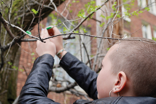 Figure 1. A student installs an artificial prey (a clay caterpillar) in a tree.