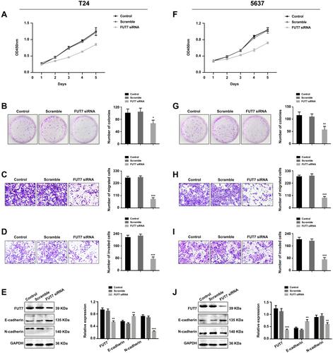 Figure 2 Downregulation of FUT7 inhibited the proliferation, migration, invasion and EMT of bladder cancer cells. (A and F) CCK8 assay of cell proliferation rate after FUT7 siRNA transfection. (B and G) Colony formation assay of cell proliferation ability after transfection with FUT7 siRNA. (C and H) Transwell assay of cell migration ability after treated with FUT7 siRNA. (D and I) Transwell assay of cell invasion capability after FUT7 siRNA transfection. (E and J) Western blot analysis of the expression changes of EMT-related markers after FUT7 siRNA transfection. The statistical analysis was shown. *P<0.05, **P<0.01, ***P<0.001.