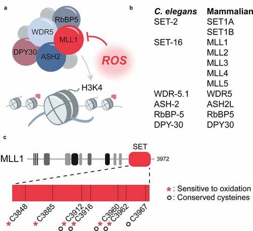 Figure 3. Proposed mechanism for ROS-mediated inactivation of H3K4 methyltransferases. (a) the COMPASS complex responsible for the deposition of H3K4me3 consists of a SET-domain-containing histone methyltransferase of the SET-2/MLL family and several core proteins known as WARD components. the SET-domain of the histone methyltransferase is redox sensitive and inactivated by ROS. (b) H3K4me3 methyltransferases and WARD proteins in C. elegans and mammals. (c) increased levels of ROS can inactivate the COMPASS complex through oxidation of the SET domain of the histone methyltransferase (MLL1 is shown). six of the seven cysteines in the MLL1 SET domain are redox sensitive, including four of the five cysteines that are absolutely conserved between the C. elegans SET-2 and human SET1A/B and MLL1–4