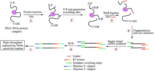 Figure 2. The main experimental steps of RL-Seq method. (1) Hydroxyl radicals (•OH) were generated from the Fenton reaction for probing RNA or RNA-protein complex in vitro. (2) Solvent exposed areas (blue arrow) are cleaved by reacting with •OH to create 3′-phosphate (3′-P) ends, whereas buried regions are not accessible to •OH (black dot). (3) The 3′-P ends of cleaved fragments were ligated with the 5′-OH ends of the rM13 linker by RtcB ligase. (4) The purified ligated products are fragmented chemically and selected for those between 150 and 200 nt long. (5) A linker-specific primer was used to synthesized cDNA by reverse transcriptase enzyme. (6) Sequencing platform-specific adapters are added at 5′ and 3′ ends by PCR reaction for high-throughput sequencing. (7) Sequencing data analysis.