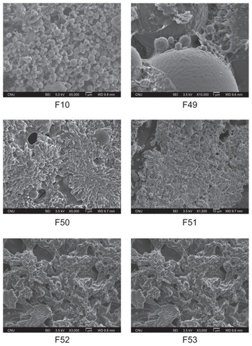 Figure 1 Scanning electron micrographs of polymeric gemcitabine microparticulates.Notes: F10 is polymeric gemcitabine microparticulates without chitosan and F49–F53 is polymeric gemcitabine microparticulates according to the increase in chitosan amount, ie, 10 mg, 25 mg, 50 mg, 100 mg, or 150 mg.