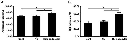 Figure 7. Enhanced macrophage adherence after HBx-podocytes supernatants treatment. Macrophages adhesion ability after co-culture with supernatants of cont, NC, and HBx-podocytes groups for 6 h was analyzed. (A) Microscopic counting method; (B) CCK-8 assay. Data are presented as the mean ± SD (n = 3). *p < 0.05.