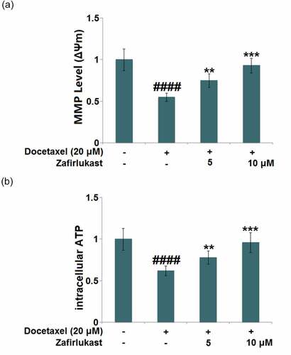 Figure 2. Zafirlukast mitigated Docetaxel-induced mitochondrial dysfunction in LO-2 hepatocytes. (a). Mitochondrial membrane potential (ΔΨm) was measured using RH123 staining; (b). The levels of intracellular ATP (####, P < 0.0001 vs. control group; **, ***, P < 0.01, 0.005 vs. Docetaxel group)