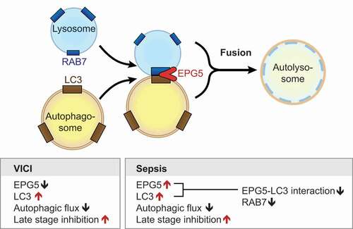 Figure 7. Sepsis induces TLR-4 dependent dysregulation of EPG5-LC3 protein-protein interaction resulting in decreased autophagic flux and late-stage inhibition. Model showing how EPG5 mediates fusion of autophagosomes with lysosomes. EPG5 is recruited to lysosomes by associating with RAB7 and LC3. Left box summarizes know autophagic determinates from the literature and our findings for Vici-patient. The right box synopsizes our experimental findings in septic patients, making comparisons between patients with Vici syndrome and sepsis where possible.