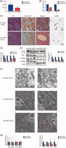 Figure 6. Antibody-mediated OPN neutralization attenuates hepatic steatosis and recovers the autophagy impairment in NAFLD mice induced by MCD. Liver tissues were collected at 24 h after last antibody application. (A) Serum levels of ALT. (B) RT-PCR analysis of TNFα and CCL2. (C) Representative images of H&E, Oil Red O, Masson and αSMA staining of liver tissue. (D) Hepatic mRNA expression of C/EBPα, C/EBPβ, Cidea and Ly6D genes by RT-PCR. (E) Hepatic expression of autophagy-related and lipogenesis-related proteins by western blot analysis and graphs of their quantification. (F) Representative images of TEM observation of the livers of MCD mice treated with anti-OPN Ab, the right panels are amplified from selected areas in the left panels. Red arrows indicate initial or formed autophagosomes which are seen beside or inside the lipid droplets. (G) Hepatic mRNA expression of lipid metabolism-related genes by RT-PCR. Scale bars are shown. Values are means ± SEM. *p < .05; **p < .01; ***p < .001. All experiments were repeated at least thrice.