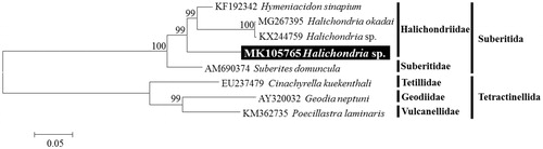Figure 1. Maximum-likelihood (ML) tree based on the protein-coding genes (PCGs) of Halichondria with family Halichondriidae and other sponges under order Suberitida. Three species derived from Tetractinellida was used as outgroup for tree rooting. Numbers above the branches indicate ML bootstrap values from 1,000 replications.