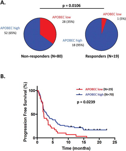 Figure 3. Response and progression-free survival comparison between patients treated with checkpoint blockade presenting differential APOBEC-related mutagenesis phenotypes.An estimate of the APOBEC-related mutagenesis was obtained for each patient using the AMSE tool. Patients were classified in low APOBEC-related mutagenesis phenotype for scores ≤ 0.727 and in high APOBEC-related mutagenesis phenotype for scores > 0.727. Panels A: Pie-charts of response in patients presenting a low versus high APOBEC-related mutagenesis score. Panel B: Kaplan-Meier curve for progression-free survival of patients with APOBEC-related mutagenesis score low versus high.Abbreviations: CI = confidence interval; HR = hazard ratio; OR = odds ratio.