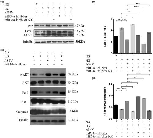 Figure 6. The effect of AS-IV on autophagy-related factor protein levels. (a,b) Western blot analysis showing the levels of the autophagy-related factors LC3I, LC3II, P62, Bcl-2, pAKT, AKT, Sirt1 and caspase3. Tubulin was used as loading control. (c,d) Histograms showed the relative proteins expression of LC3II/LC3I ratio and P62 in each intervention group; *p < .05, **p < .01, ***p < .001.