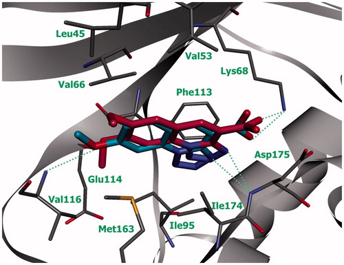 Figure 4. Compounds 6b (blue) and 6с (purple) in ATP-binding site of CK2 (the complex was obtained by molecular docking, hydrogen bonds are indicated by green dotted lines).