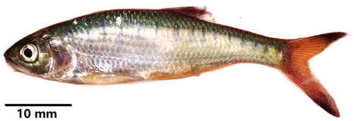 Figure 1. Opsarius caudiocellatus was collected from Nujiang River in Lushui County, Yunnan Province of China in May 2021 (photo by Xiao Jiang CHEN).