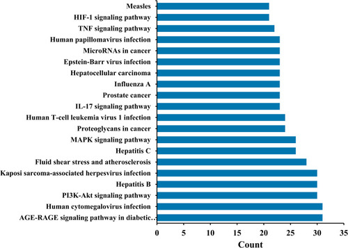 Figure 6 Top 20 KEGG pathway with high count.