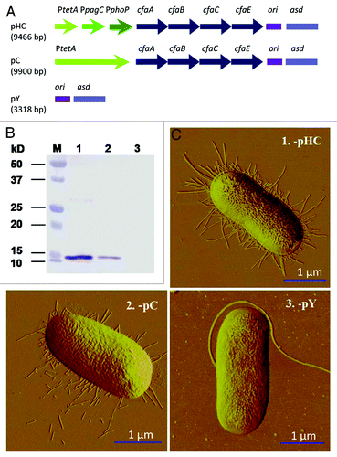 Figure 1. Evaluation of CFA/I fimbriae expression by protein gel blot analysis and AFM imaging. (A) Schematic physical maps of asd-based plasmids. The cfa/I operon is regulated by a tripartite fusion promoter in P1-pHC, a single promoter in P1-pC and no cfa/I operon is harbored in control P1-pY. (B) Protein gel blot analysis shows CFA/I fimbria expression by P1-pHC (Lane 1) and -pC (Lane 2) and no fimbriae expression was detected for -pY (Lane 3). Prestained molecular weight standards are shown in Lane M. (C) AFM images indicate expression of CFA/I fimbriae for strains (1) P1-pHC and (2) -pC, but no fimbriae were observed for control strain (3) -pY.