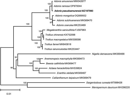 Figure 3. The ML phylogenetic tree is based on chloroplast genome sequences of Adonis pseudoamurensis species from the Ranunculaceae family, with Sargentodoxa cuneata (MT898426) and Menispermum dauricum (MH298220) as outgroups. Support values above the branches are ML bootstrap support. The following sequences were used: Trollius ranunculoides MK253447, Adonis coerulea MK253469 (He et al. Citation2019), Adonis pseudoamurensis MZ197990, Adonis ramosa OP870044, Megaleranthis saniculifolia FJ597983 (Kim et al. Citation2009), Trollius chinensis KX752098, Adonis sutchuenensis MK569470, Callianthemum taipaicum MK569479, Anemonopsis macrophylla MK569473, Beesia calthifolia MK569477, Eranthis stellata MK569487, Nigella damascena MK569488 (Zhai et al. Citation2019), Actaea heracleifolia MH539824 (Park et al. Citation2018), Menispermum dauricum MH298220 (Hina et al. Citation2018), Trollius farreri MK843818 (Yu et al. Citation2019), Adonis amurensis MW042677, Sargentodoxa cuneata MT898426 (Cui et al. Citation2021), Trollius macropetalus MW308598.