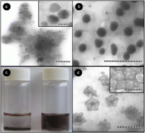 Figure 9.  TEM images of the gold-palladium nanoparticle synthesized in the absence of organic liquids as stabilizers (38). Reproduced by permission of the Royal Society of Chemistry.