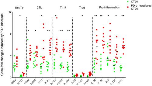 Figure 5 Immune-related gene expression profiles were assessed using RT-qPCR for selected genes. Sets of genes were defined by functional relevance: CD4, Th1/Tc1, CTL, Th17, Treg and pro-inflammation related gene. To analyze the different responses to PD-1 blockade in a coculture assay with CT26 enrolled (the legend is “CT26”, blue) or PD-L1 overexpressing CT26 challenged (the legend is “PD-L1 transduced CT26”, red), we calculated the fold change in gene expression using the 2−ΔΔCt method. *Indicates statistically significant differences, p<0.05; **indicates p<0.001.