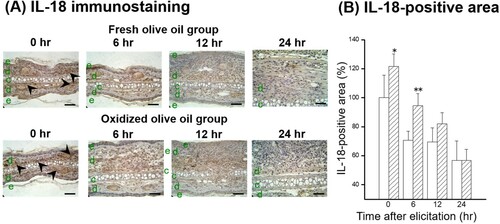 Figure 5. Time course of IL-18 expression following CHS elicitation. (A) IL-18 immunostaining. (B) IL-18-positive area. The arrowheads represent sites of IL-18. The letters e, d, and c represent epidermis, dermis, and cartilage, respectively. Scale bars, 100 μm. 0 hr means just before elicitation. Fresh olive oil (Display full size) and oxidized olive oil (Display full size). The values are mean ± SD (n = 4–5). **P < .01 vs. the fresh olive oil group.