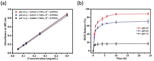 Figure 5. (a) The standard curve of DOX solution in different pH conditions; (b) the DOX release profiles of Fe3O4@PDA@ZIF-90 nanoparticles at pH 4.5, 6.0, and 7.4.