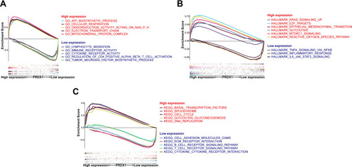 Figure 8 GSEA results showed the molecular mechanism of PRDX1 in OSCC. (A) GO; (B) Hallmarks; (C) KEGG pathways.