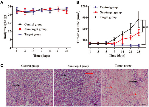 Figure 6 Anti-tumor activity of 89Zr@CS-GA-MLPs in vivo. (A) Body weight of control group, non-target group, and target group during 28 days of treatment. (B) Tumor volume of control group, non-target group, and target group during 28 days of treatment (* p<0.05). (C) Histological images of tumors of control group, non-target group, and target group after 28 days of treatment. Black arrows indicate the tumor tissues, and red arrows indicate the necrosis tissues.