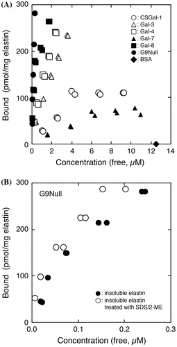 Fig. 1. Elastin-binding activities of galectins.