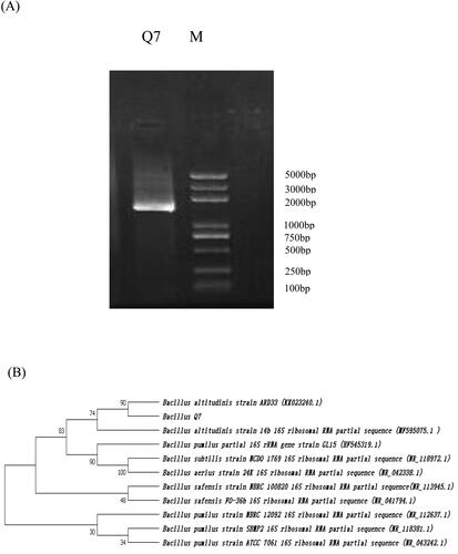 Figure 2. Identification of strain Bacillus altitudinis Q7 16S rDNA. (A) Agarose gel electrophoresis of PCR-amplified DNA of the strain. (B) Phylogenetic tree based on the sequence similarity of the 16S rRNA; Neighbour-joining tree based on analysis of partial 16S rRNA nucleotide sequences of the selected strain Q7. Numbers at branching points indicate the bootstrap values based on 1000 resampled datasets.