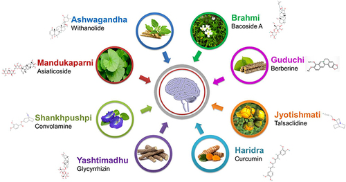 Figure 6 Phytoconstituents of Ayurvedic medicinal plants used for AD.