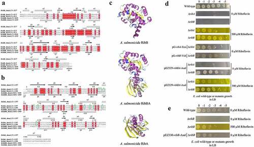 Figure 2. Sequence alignment, three-dimensional (3D) protein structures and functionality of ribB, ribA, and ribBA (or ribBX) genes. Amino acid sequences of experimentally resolved RibA and RibB proteins from E. coli are used. RibA and RibB active site residues are identified using reported literature. Conserved amino acid residues are highlighted in red. a. Multiple sequence alignment among RibB of E. coli (Ecol), RibB and amino-terminal region of the RibBA fusion (amino acids 1 to 207) of A. salmonicida (Asal). The secondary structures at the top and bottom of the alignment correspond to the A. salmonicida RibB and RibBA, respectively (spirals represent α-helix; arrows represent β-sheet). The blue circles at the top of the aligned sequence indicated the key catalytic active site residues (n = 11) that have been described in E. coli RibB, which are also present in A. salmonicida RibB and RibBA. b. Multiple sequence alignment among RibA of E. coli (Ecol), RibA, and carboxyl-terminal region of the RibBA fusion (amino acids 204 to 369) of A. salmonicida (Asal). The secondary structures at the top and bottom of the alignment correspond to the A. salmonicida RibA and RibBA, respectively. The green circles at the top of the aligned sequence indicated the key catalytic active site residues (n = 16) that have been described in E. coli RibA. Out of these 16 active sites, 4 are conserved in both RibA and RibBA of A. salmonicida, while the remaining 12 are absent from A. salmonicida RibBA but conserved in RibA (highlighted with green squares). c. 3D protein structures of A. salmonicida RibB, RibBA, and RibA. 3D structures are predicted using the trRosetta protein structure prediction service and visualized in VMD. d. Complementation of E. coli ribA and ribB mutants with ribBA fusion gene of A. salmonicida in LB with no (0 µm riboflavin) and 500 µm riboflavin. e. Complementation of E. coli ribB mutant with ribB of A. salmonicida in LB with no (0 µm riboflavin) and 500 µm riboflavin.