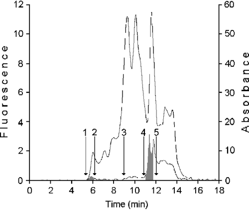 Figure 1 Purification of protein showing retinol dehydrogenase activity and cellular binding proteins from cytosol of human mammary epithelial cells. 100 μL cytosol (1.4 × 106 cells − 37 μg protein) were gel filtered on a KW 804 column and eluted at 1 mL min-1 with 50 mM Tris HCl pH 7.4 containing 1 mM glutathione. Elution peaks were monitored by absorbance at 280 nm (top trace) and fluorescence (bottom trace). Iterative analyses were carried out and fraction peaks were collected from the area containing XDH (Fraction I; RT 5.90 ± 0.3), ADH (Fraction II; RT 8.5 ± 0.3) or cellular retinoid binding proteins (Fraction III; RT 11.47 ± 0.3) (grey peaks). Positions of standards used as molecular weight markers were: 1) blue dextran (2.000 kDa); 2) β-amylase (200 kDa); 3) bovine serum albumin (66 kDa); 4) bovine erythrocytes carbonic anhydrase (29.3 kDa); 5) horse heart cytochrome C (12.4 kDa).