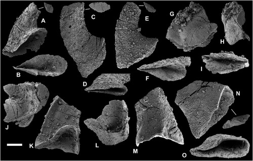 Figure 7. Euconodont elements. A, B, Geniculate coniform element of Drepanodus arcuatus Pander, Citation1856 in lateral and lower view (PMU38390). C, D, Nongeniculate coniform element of Drepanoistodus aff. amoenus (Lindström, Citation1955) sensu Löfgren (Citation1994) in lateral and lower view (PMU38381). E–I, Two elements of Paroistodus numarcuatus (Lindström, Citation1955); nongeniculate coniform element in lateral and lower view (PMU38383) (E, F) and geniculate coniform element in lateral, upper and lower view (PMU38388) (G–I). J–M, Asymmetric nongeniculate coniform (acontiodiform) element of Rossodus aff. manitouensis Repetski & Ethington, Citation1983 in upper (J), posterior (K), lower (L), and anterior (M) view (PMU 38389). N, O, Nongeniculate coniform element of Gen. and sp. indet. in lateral and lower view (PMU38382). Note: Outlines of broken cusps in upper view from respective species illustrated in A, C, E and N. Scale bar equals 100 µm.