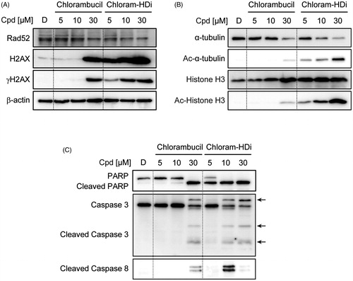 Figure 5. Treatment of HL-60 cells with chloram-HDi enhances DNA damage and induces apoptosis of HL-60 cancer cells. (A) Effect of chloram-HDi on the DNA damage markers, Rad52, H2AX, and γ-H2AX. HL-60 cells were treated with chlorambucil (10 μM) and chloram-HDi (10 μM) for 24 h and then subjected to western blot analysis. (B) Chloram-HDi promotes the acetylation of α-tubulin and Histone H3 though inhibition of HDAC6 and HDAC1. (C) Chloram-HDi induces the cleavage of PARP, caspase 3, and caspase 8.