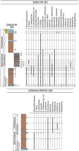 Figure 8. Distribution of orthophragminids and associated LBF taxa in the Zinda Pir and Domanda Bridge sections.