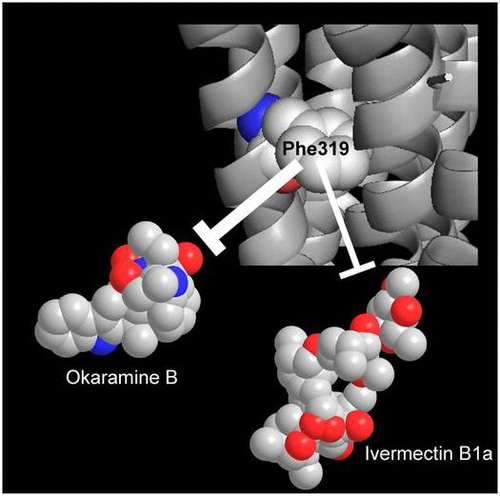 An L319F mutation in TM3 reduces okaramine B sensitivity more profoundly than ivermectin sensitivity of Bombyx mori l-glutamate-gated chloride channel. The Graphical image was illustrated using PyMOL software.