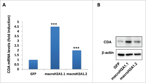 Figure 7. Cytidine deaminase (CDA) levels in HepG2 overexpressing GFP (control), macroH2A1.1 or macroH2A1.2 histone variants. A. CDA mRNA levels were averaged from 3 independent RNA-Seq experiments. B. CDA protein levels were analyzed by immunoblotting. β−actin was used as internal loading control. Representative images of 3 independent experiments are shown. *** P < 0.001 vs. GFP-expressing cells.