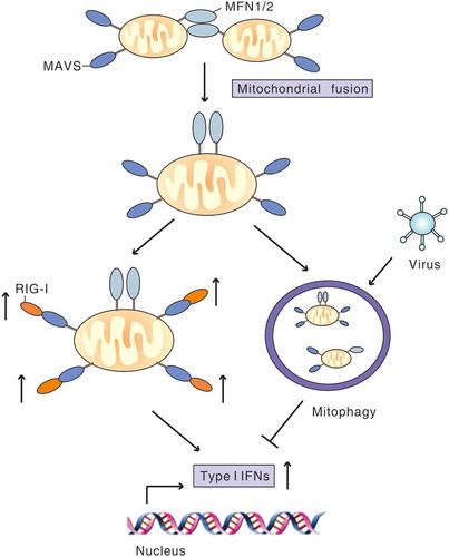 Figure 4. Virus-induced mitophagy attenuates RLR signaling. MFN1 and MFN2 promote fusion of mitochondria, which increases MAVS interaction with downstream signaling molecules to amplify RLR signaling and the type I IFN response. During infection, virus induces mitophagy to mitigate RLR signaling by degradation of MAVS or other strategies to favor viral replication.