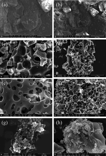 Figure 7. SEM graphs of (a, b) raw material and activated carbon samples: (c, d) PH-0.5, (e, f) PC-4, and (g, h) ZC-4.