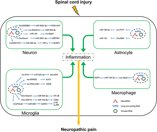 Figure 2 Interactions between lncRNAs/CircRNAs and miRNAs in neurons, microglia, astrocytes and macrophages alter the expression of inflammatory factors that affect neuropathic pain after spinal cord injury.