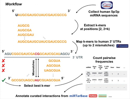 Figure 4A. Illustration on the underlying algorithm to detect miRNA k-mer enrichments in possible target sequences. Human mature miRNA 5p/3p sequences were collected from miRBase v21, while 3′ UTRs for human were acquired from Ensembl Release 91 [Citation51]. After extracting and mapping the k-mers with up to 2 mismatches for each possible binding site, the best k-mer was selected. Subsequently, for each miRNA and gene pair for which at least one valid k-mer existed we counted the number of 5-, 6-, 7-, and 8-mers. Finally, all pairs were annotated with their experimental status using validated interactions from miRTarbase v7, TarBase v6, miRecords v4, and a custom CLASH dataset [Citation52-Citation55].