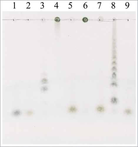 Figure 5. TLC chromatograms of the hydrolysis products of 0.5% (w/v) inulin, 0.5% (w/v) levan, and 10.0% (w/v) Jerusalem artichoke tuber powder. Lanes: 1, glucose; 2, fructose; 3, fructo-oligosaccharide mixture (kestose, nystose, and fructofuranosylnystose); 4, 6, and 8, inulin, levan, and artichoke powder with the inactivated (90°C for 5 min) rInuAHJ7, respectively; 5, 7, and 9, inulin levan, and artichoke powder hydrolyzed by rInuAHJ7 for 3 h, respectively.