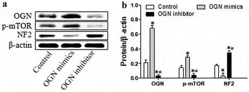 Figure 4. OGN induces activation of mTOR and down-regulates NF2 in HBL-52 cells in vitro. Cells were transfected for 48 h with plasmids (100 nM) overexpressing OGN mimics or inhibitors, then assayed. (a) Western blot of OGN, p-mTOR, and NF2. (b) Quantitation of the experiments in panel A. *P< 0.05, compared with 0 μM chrysophanol