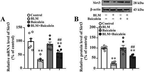 Figure 4. Baicalein prevents BLM-induced downregulation of Sirt3 in lung tissues. RT-qPCR and western blotting analysis were performed to measure the (A) mRNA and (B) protein Sirt3 expression and in the lung tissues of control, BLM, baicalein and BLM + baicalein groups. Representative immunoblots of Sirt3 and the corresponding histograms are presented. Data are presented as the mean ± SEM (n = 7). **p < 0.01 vs. control. ##p < 0.01 vs. BLM. p-: phosphorylated. Sirt3: sirtuin 3; BLM: bleomycin.