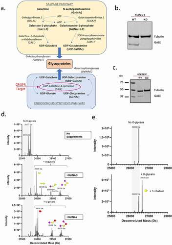 Figure 3. Developing an on-demand O-glycosylated protein expression system. (a) Schematic of the pathways of galactose and GalNAc metabolism. Disruption of GALE enzyme via CRISPR (indicated) disrupts endogenous synthesis pathway. (b, c) Western blot analysis of GALE expression (lower bands) in CHO K1 (b) or HEK293F (c) parental cells (Wt) or CRISPR GALE KO (KO) cells. Alpha-tubulin (upper bands) is included as a loading control. (d) LC-MS analysis of Fc-GALaXy proteins expressed in CHO K1 GALE KO cells in the absence of sugar supplementation (top histogram), supplemented with 100 µM GalNAc (middle histogram) or supplemented with 100 µM GalNAz (bottom histogram). (e) LC-MS analysis of Fc-GALaXy proteins expressed in HEK293F GALE KO cells without GalNAc supplementation (top histogram) or with 100 µM GalNAc (bottom histogram). A mass shift of 203 Da corresponds to addition of GalNAc1 (f) LC-MS analysis of Fc-GALaXy proteins expressed in HEK293F GALE KO cells in the absence of sugar supplementation (top histogram) or with 100 µM GalNAz (middle histogram). The bottom histogram shows the mass spectrometry analysis of the GalNaz-labeled Fc-GALaXy protein after its conjugation with DBCO-AlexaFluor488 by CLICK chemistry. (g) LC-MS analysis of Fc-GALaXy protein containing the multi-tag fused to CH3 -GAGPTAEPGSTASSGSGSATGGGGA (permits multiple O-glycosylations within the same tag) expressed in HEK293F GALE KO cells in the absence of sugar supplementation (top histogram) or with 100 µM GalNAc (bottom histogram). Numbers on peaks indicate the number of GalNAc molecules added. (h) LC-MS analysis of the heavy chain of IgG-GALaXy proteins expressed in HEK293F GALE KO cells in the absence of sugar supplementation (top histogram), with 100 µM GalNAc only (middle histogram) or with 100 µM GalNAc and galactose (bottom histogram). For all LC-MS analysis samples are reduced and de-N-glycosylated. Grey shaded region of the spectrum indicates non-glycosylated protein species (No O-glycans). Peaks right-shifted from gray shading are O-glycosylated protein species (plus O-glycans). The symbolic representation of O-glycans is based of the most common O-glycan core-1. Yellow square = GalNAc, yellow circle = Gal, pink diamond = NeuAc, red square = GalNAz