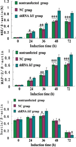 Figure 7. Real time-PCR analysis of the expression of NSE, MAP2 and Nestin in differentiated cells during induction course.