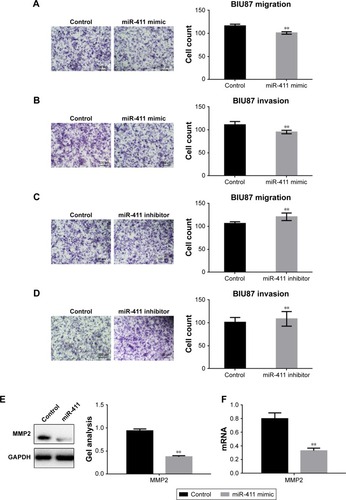 Figure 4 miR-411 can inhibit the metastasis of bladder cancer cells.