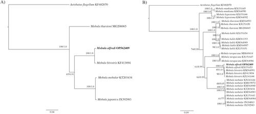 Figure 3. Molecular phylogenetic reconstruction of Mobula. Presented are rooted Bayesian trees based on (A) all available congeneric (n = 4) complete mitochondrial genomes (i.e. including the control region), and (B) all congeneric (n = 28) partial mitochondrial genomes (i.e. excluding the control region) (Table 1). Alignment and branch support analyses were performed in Geneious Prime v. 2022.0.1 The best fit sequence evolution model for both datasets, GTR + G (gamma = 0.2670, complete genome; gamma = 0.2650, partial genome), was identified by the Akaike Information Criterion using jModelTest v. 2.1 (Guindon and Gascuel Citation2003; Darriba et al. Citation2012). Phylogenetic reconstruction using a maximum likelihood (ML) analysis was created using PHYML v.3.0.1 (Guindon et al. Citation2010) as implemented in Geneious Prime with clade support assessed with 1000 non-parametric bootstrap replicates. Bayesian inference (BI) analysis was run using MrBayes v.2.2.4 (Huelsenbeck and Ronquist Citation2001; Ronquist and Huelsenbeck Citation2003) by running a pair of independent searches for 1 million generations, with trees saved every 1000 generations and the first 250 trees discarded as burn-in. Sequence divergence is represented on the scale bar. Branch support is presented as ML/BI. Aetobatus flagellum was selected as the outgroup. The resulting trees confirm the placement of OP562409 with M. alfredi, as sister to M. birostris and reinforces phylogenetic relationships established by previous studies (Poortvliet et al. Citation2015; White et al. Citation2017).