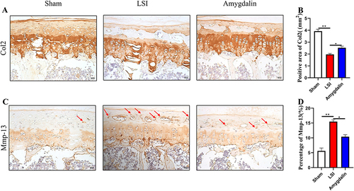 Figure 5 The effect of AMD on LSI-induced anabolism and catabolism in cartilage endplate. (A) The representative images of immunohistochemical staining of Col2 in the caudal L4–L5 endplate at 12 weeks. (B) Immunostaining images evaluation of Mmp-13 expression in caudal L4–L5 endplate at 12 weeks post-operation. Red arrows indicated positive cells. (C and D) Quantitative analyses of the rate of positive areas. Data were presented as means ± S.D. *P < 0.05; **P < 0.01, n ≥ 4 in each group.