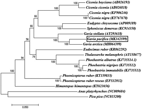 Figure 1. Phylogenetic tree of Gavia pacifica and other related species based on complete mitochondrial (mt) genome data. The bootstrap value based on 1000 replicates is shown on each node. Anas platyrhynchos and Pica pica were used as outgroups for tree rooting. The phylogenetic analysis was performed using MEGA7 (Saitou and Nei Citation1987).