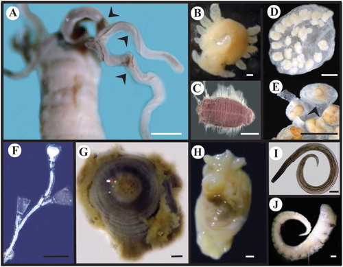Figure 2. Specimens found in stomach contents of Pleurobranchaea maculata. A–C, Polychaeta: A, Sedimentary polychaete with tentacles (arrows); B, Juvenile polychaete; C, Errant polychaete. D–E, Colonial tunicate Diplosoma listerianum: D, Zooids; E, Zooid with unhatched incubated larva (arrow); F, Hydrozoa; G Anthozoa; H Doris fontainii (Nudibranchia); I, Nematode; J, Octopus tehuelchus (Octopodidae) tentacle. Scale bars: A, D–F: 0.5 mm, B, H: 0.1 mm, C, G and J: 1 mm, I: 0.1 µm.