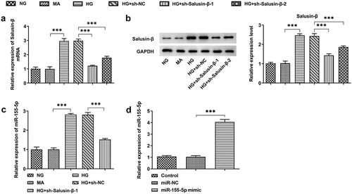 Figure 2. Downregulation of Salusin-β reduced miR-155-5p expression. (a) RT-qPCR analysis of Salusin-β mRNA level in HG-induced HK-2 cells that were transfected with sh-Salusin-β-1 or sh-Salusin-β-2. (b) Western blotting analysis of Salusin-β protein level in HG-induced HK-2 cells that were transfected with sh-Salusin-β-1 or sh-Salusin-β-2. (c) RT-qPCR analysis of miR-155-5p level in HG-induced HK-2 cells that were transfected with sh-Salusin-β-1. (d) RT-qPCR analysis of miR-155-5p level following transfection with miR-155-5p mimic